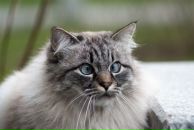 Фотография Нескажу Константина