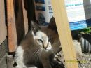 Ніка Ференс фотография #42 (источник - https://vk.com/id141730273)