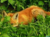 Фотография Евтушенко Елены