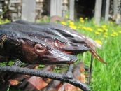 Сергей Репьёв фотография #9 (источник - https://vk.com/id4484013)