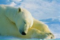 Наталі Бойчук фотография #35 (источник - https://vk.com/id35906775)