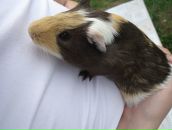 Der Stachel фотография #7 (источник - https://vk.com/id480429)