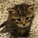 Фотография Мустафиной Валентины