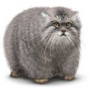 Свин ^_^ фотография #5 (источник - https://vk.com/id60082165)