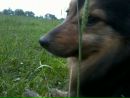 Чарлі Чаплін фотография #1