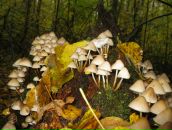 Анна Олейникова фотография #41 (источник - https://vk.com/id2946479)