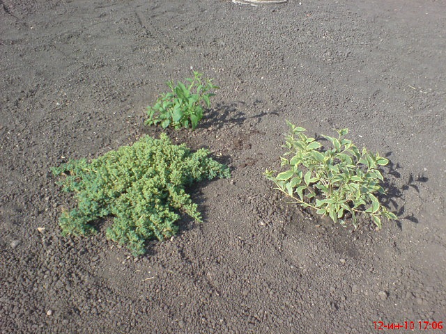 Андрей Sуb@rиn фотография #49