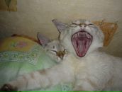 Фотография Слониковой Дарьи