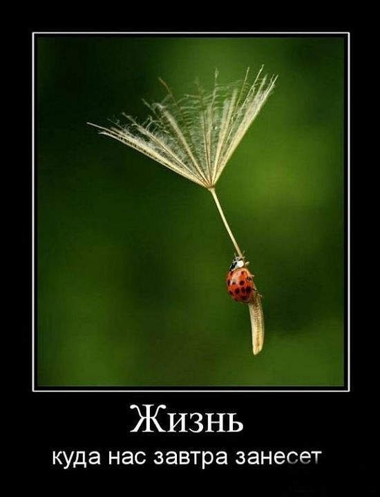 Денис Гаркавченко фотография #19