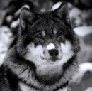 Діма Рева фотография #12 (источник - https://vk.com/id149174885)