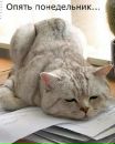 Дмитрий Шевченко фотография #25 (источник - https://vk.com/id22213728)