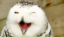 Фотография Орлова Алексея