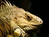 Фотография Улетовой Юлли