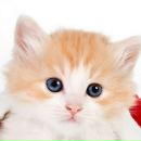 Юлія Худа фотография #27 (источник - https://vk.com/id153049652)