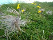 Світлана Сенів фотография #13 (источник - https://vk.com/id60197450)