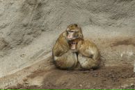 Софья Говорова фотография #17 (источник - https://vk.com/id1563765)