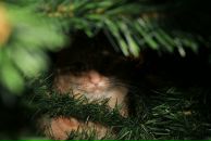 Фотография Кравченко Ирины