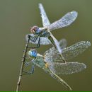 Фотография Авериной Вероники