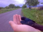 Томаш-іштван Кіш фотография #5 (источник - https://vk.com/id73210432)