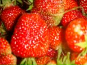 Фотография Шайдулиной Маргариты