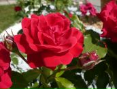 Фотография Баскаковой Ирины