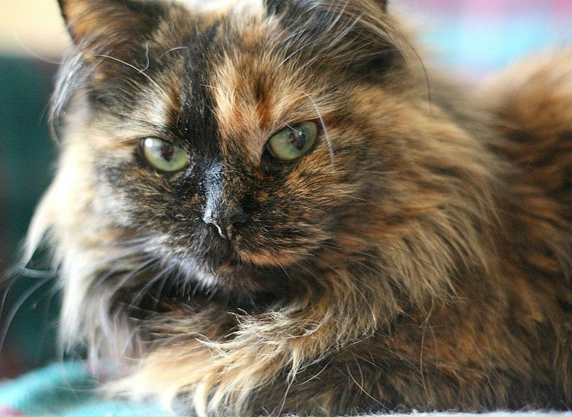 Мотя Норматова фотография #2