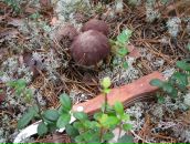 Фотография Шергиной Ниночки