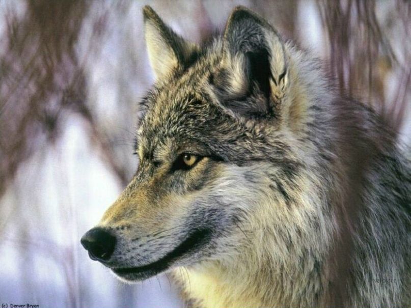 Wolf Wild фотография #20
