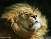 Фотография Pumpkin Little