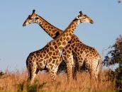 Фотография Буркина Дмитрия