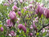 Юлія Парфеса фотография #34 (источник - https://vk.com/id6576639)