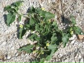 Фотография Хмелининой Ольги