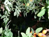 Чорно Білий фотография #27 (источник - https://vk.com/id77946927)