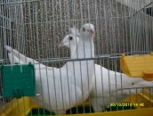 Світлана Кузів фотография #44 (источник - https://vk.com/id52508698)