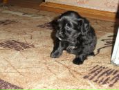 Фотография Парубка Виктора