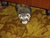 Дима Сергеевич фотография #34 (источник - https://vk.com/id1479155)