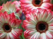 Фотография Rito Yukki