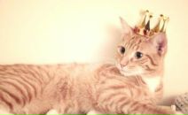 Фотография Iceksu Оксаны