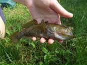 Славік Кухарський фотография #47 (источник - https://vk.com/id83026840)