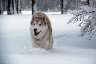 Вадим Плотников фотография #13 (источник - https://vk.com/id4696060)
