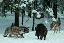 Іван Шишканинець фотография #15 (источник - https://vk.com/id143840133)