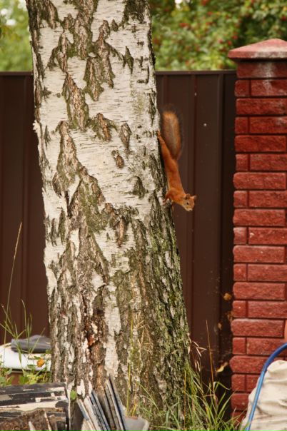 №18, Яна Васёва, Санкт-Петербург №18, Яна Васёва, Санкт-Петербург