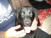 Bitaev Georgiy фотография #31 (источник - https://vk.com/id1797622)