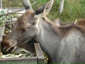 Фотография Макаричевой Наталии