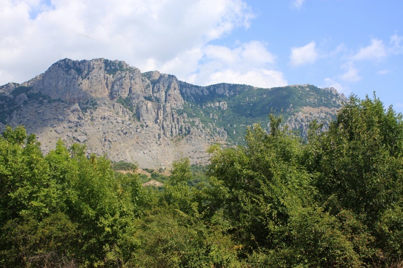 Phasma Morulus фотография #47