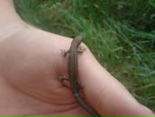 Фотография Крылова Дмитрия