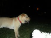 Ростік Худик фотография #28 (источник - https://vk.com/id87017695)