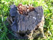 Іван Бакуш фотография #31 (источник - https://vk.com/id49792389)