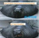 Фотография Голубева Михаила