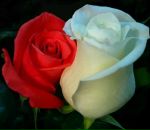 Фотография Щукина(Шкуратова) Натальи